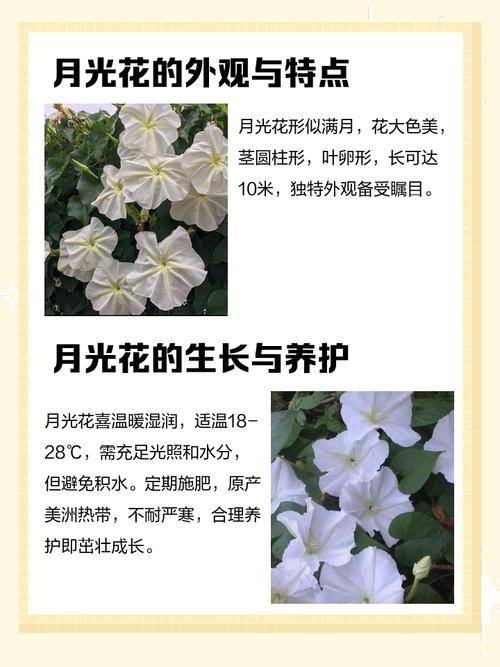 月光花的花期，月光花的开放时间是什么？-第5张图片-优品飞百科
