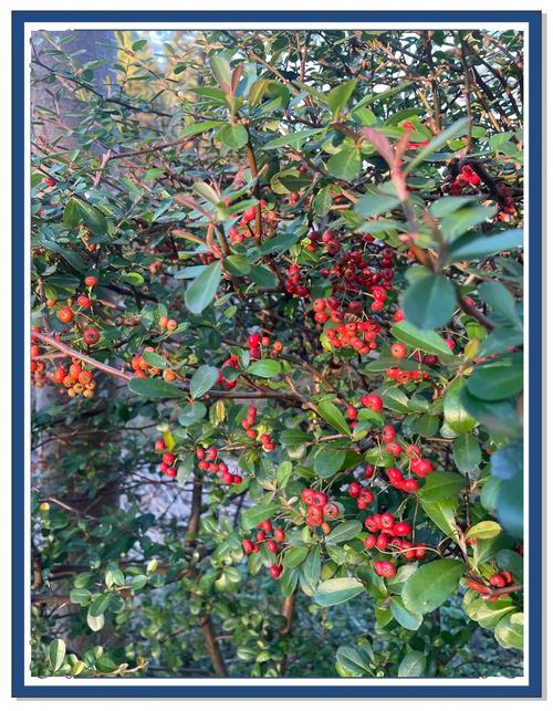 火棘的功效与作用，火棘的功效与作用及禁忌