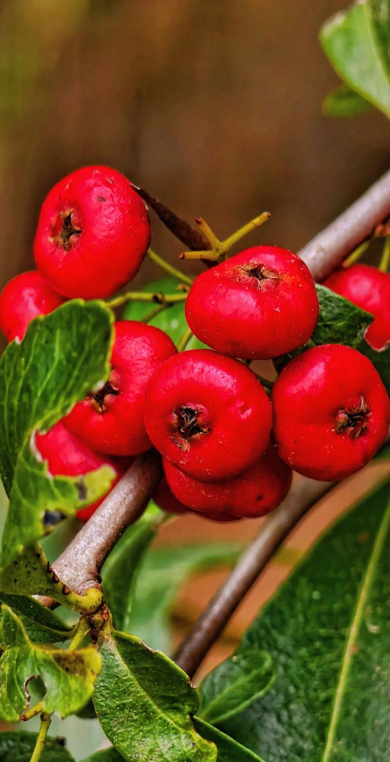 火棘的功效与作用，火棘的功效与作用及禁忌-第3张图片-优品飞百科