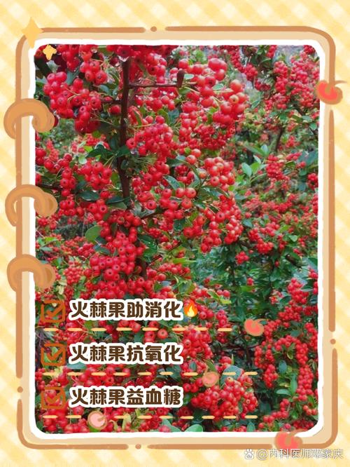 火棘的功效与作用，火棘的功效与作用及禁忌-第4张图片-优品飞百科