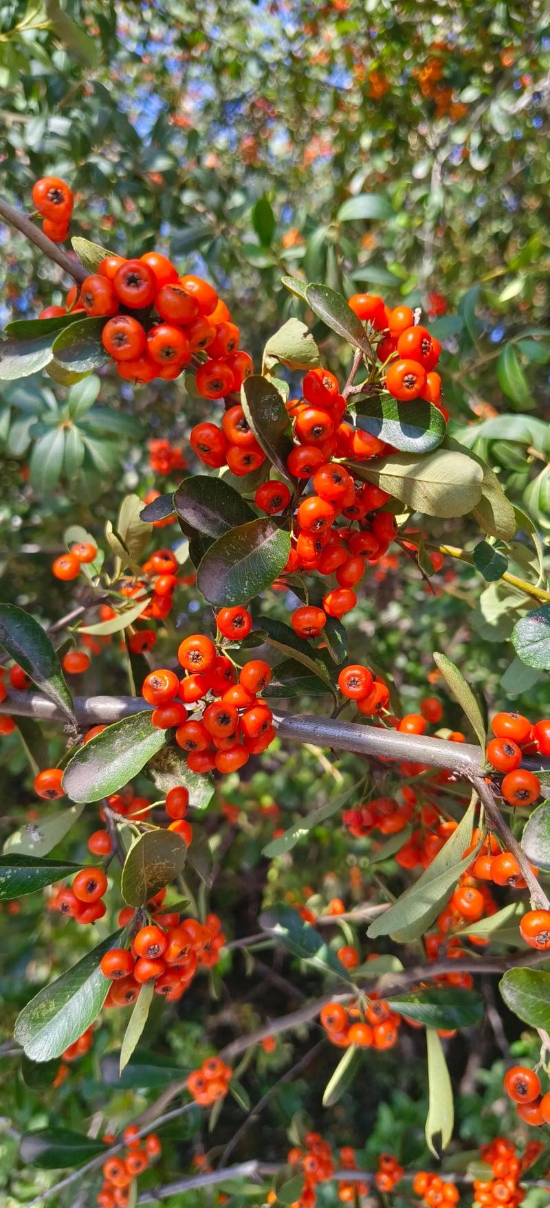 火棘的功效与作用，火棘的功效与作用及禁忌-第5张图片-优品飞百科