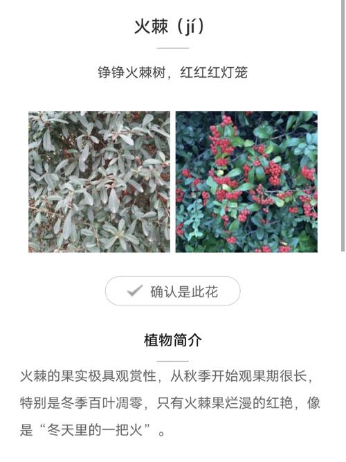 火棘的功效与作用，火棘的功效与作用及禁忌-第6张图片-优品飞百科