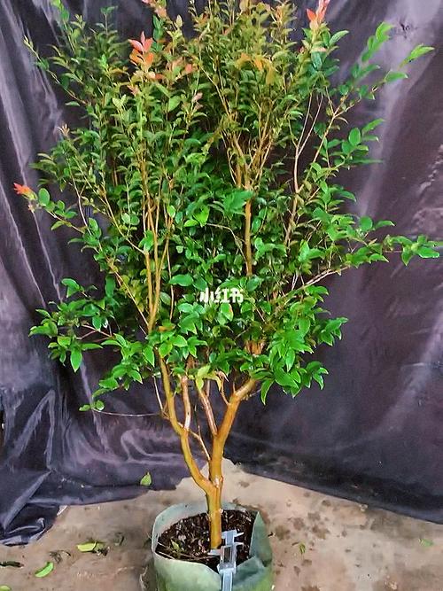 嘉宝果盆栽怎么养，嘉宝果树盆栽养殖方法