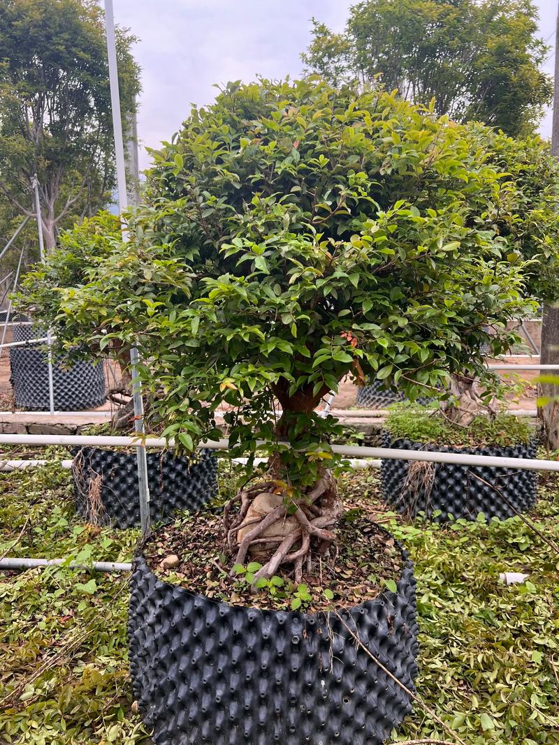 嘉宝果盆栽怎么养，嘉宝果树盆栽养殖方法-第2张图片-优品飞百科