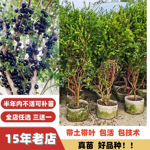 嘉宝果盆栽怎么养，嘉宝果树盆栽养殖方法-第3张图片-优品飞百科