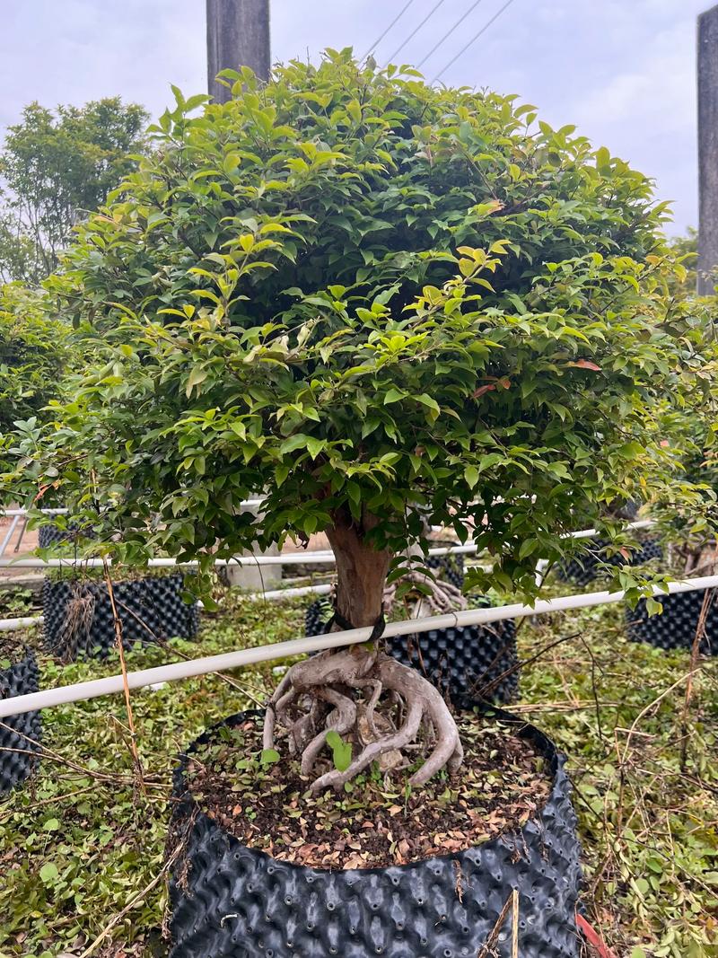 嘉宝果盆栽怎么养，嘉宝果树盆栽养殖方法-第4张图片-优品飞百科