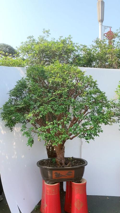 嘉宝果盆栽怎么养，嘉宝果树盆栽养殖方法-第5张图片-优品飞百科