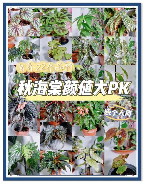 秋海棠和海棠的区别？海棠和秋海棠是一种花吗？