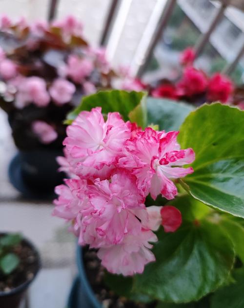 秋海棠和海棠的区别？海棠和秋海棠是一种花吗？-第2张图片-优品飞百科