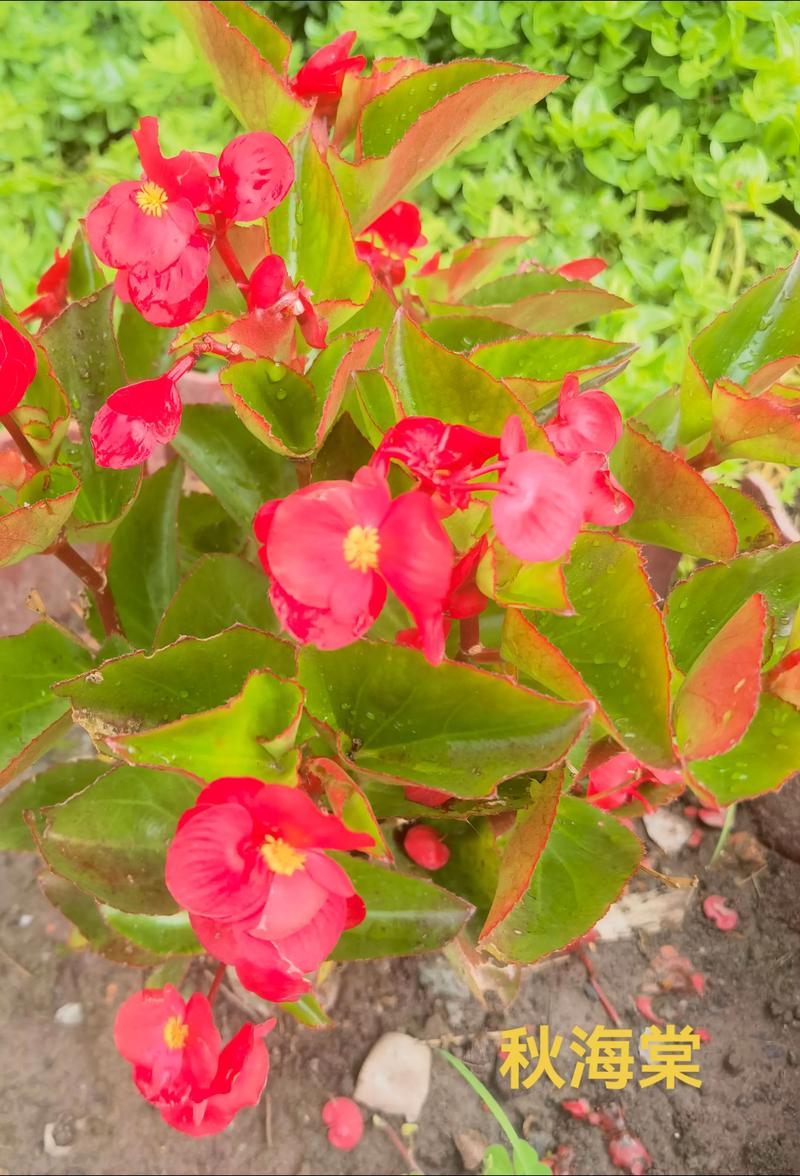 秋海棠和海棠的区别？海棠和秋海棠是一种花吗？-第3张图片-优品飞百科