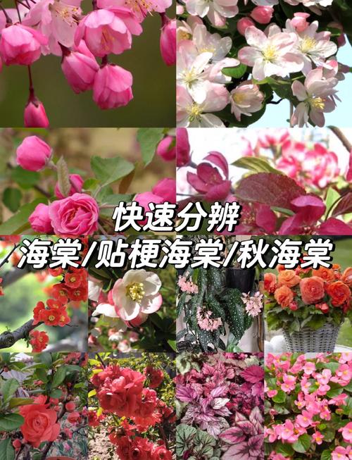 秋海棠和海棠的区别？海棠和秋海棠是一种花吗？-第4张图片-优品飞百科