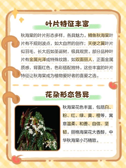 秋海棠和海棠的区别？海棠和秋海棠是一种花吗？-第5张图片-优品飞百科