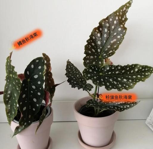 秋海棠和海棠的区别？海棠和秋海棠是一种花吗？-第6张图片-优品飞百科