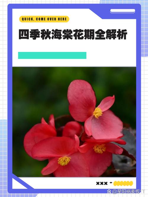 秋海棠和海棠的区别？海棠和秋海棠是一种花吗？-第7张图片-优品飞百科