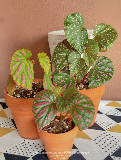 秋海棠和海棠的区别？海棠和秋海棠是一种花吗？-第8张图片-优品飞百科