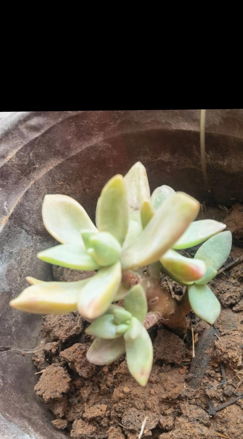 女雏和雨和张的区别，女雏和雨和张是一个品种吗?