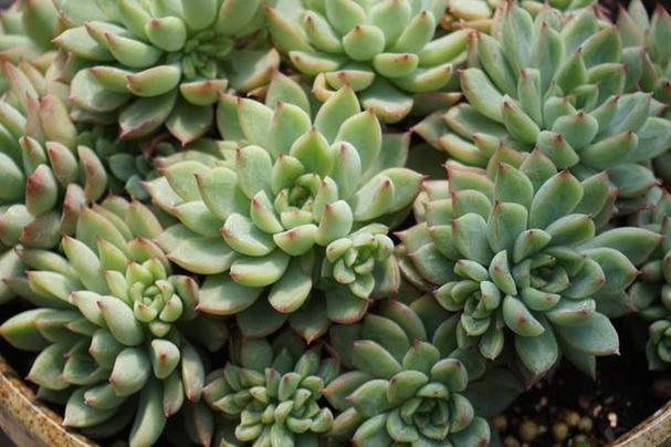 女雏和雨和张的区别，女雏和雨和张是一个品种吗?-第2张图片-优品飞百科