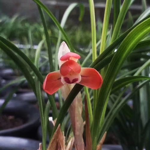 女雏和雨和张的区别，女雏和雨和张是一个品种吗?-第3张图片-优品飞百科