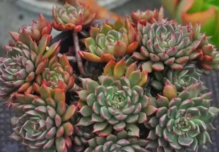 女雏和雨和张的区别，女雏和雨和张是一个品种吗?-第4张图片-优品飞百科