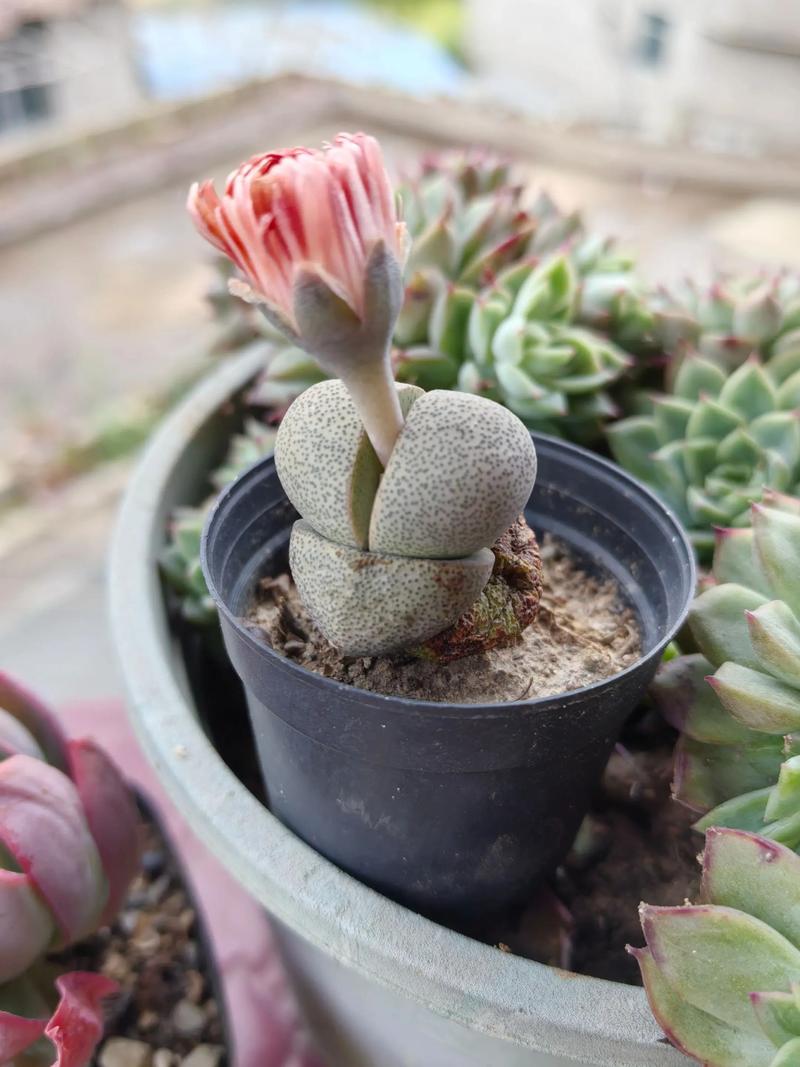 女雏和雨和张的区别，女雏和雨和张是一个品种吗?-第5张图片-优品飞百科