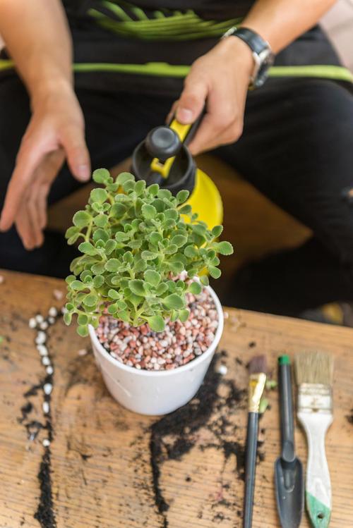 女雏和雨和张的区别，女雏和雨和张是一个品种吗?-第6张图片-优品飞百科