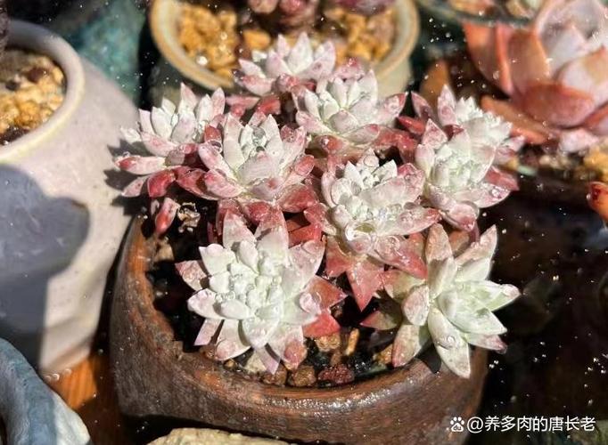 刚上盆的菊花怎么服盆，服盆的表现是什么，菊花上盆后几天可以晒太阳？-第2张图片-优品飞百科