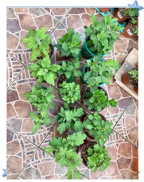 刚上盆的菊花怎么服盆，服盆的表现是什么，菊花上盆后几天可以晒太阳？-第3张图片-优品飞百科