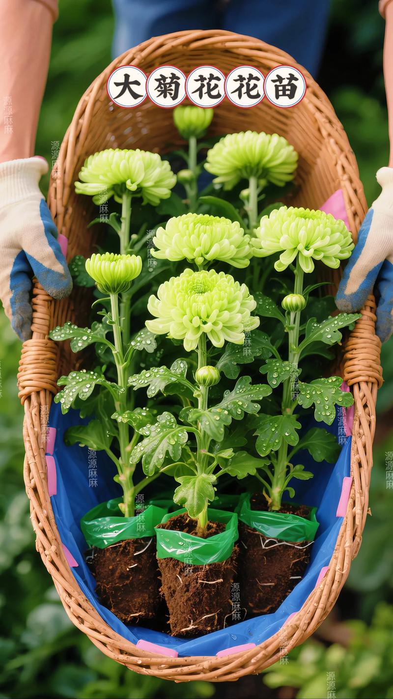 刚上盆的菊花怎么服盆，服盆的表现是什么，菊花上盆后几天可以晒太阳？-第5张图片-优品飞百科