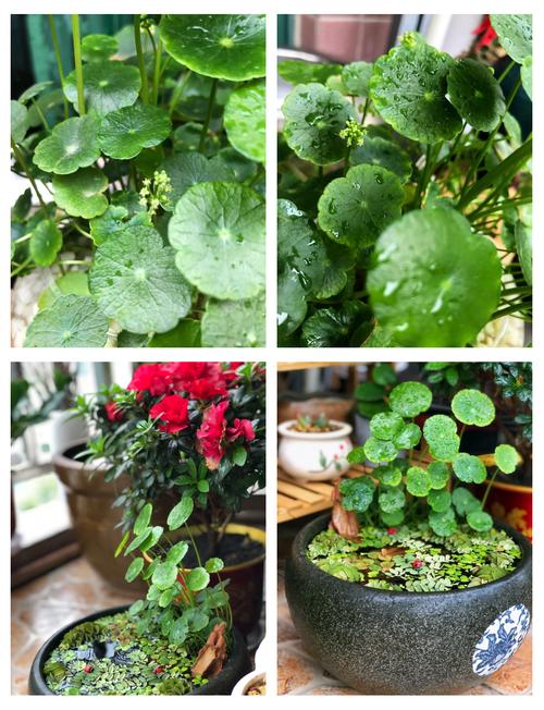 铜钱草开花了怎么办？铜钱草开花了怎么弄？