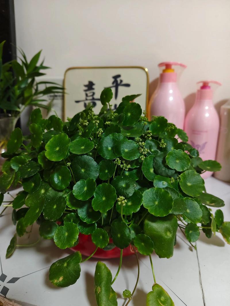 铜钱草开花了怎么办？铜钱草开花了怎么弄？-第3张图片-优品飞百科