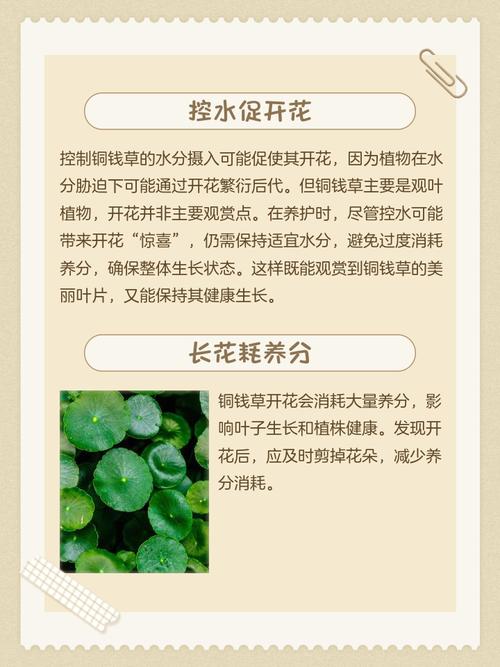 铜钱草开花了怎么办？铜钱草开花了怎么弄？-第4张图片-优品飞百科