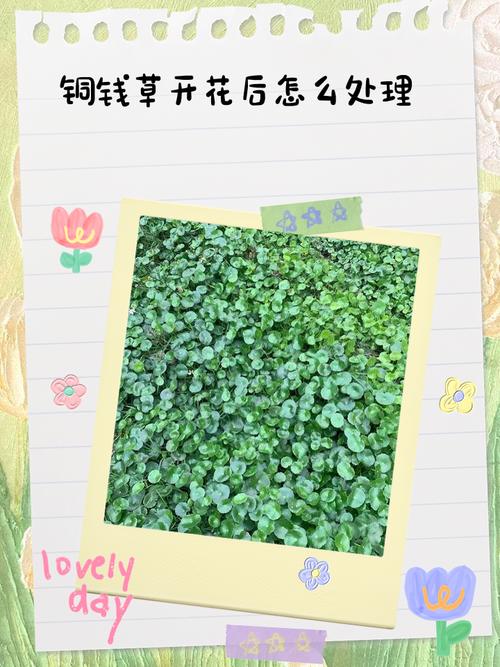 铜钱草开花了怎么办？铜钱草开花了怎么弄？-第5张图片-优品飞百科