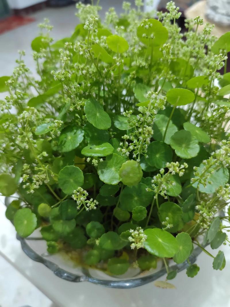 铜钱草开花了怎么办？铜钱草开花了怎么弄？-第6张图片-优品飞百科