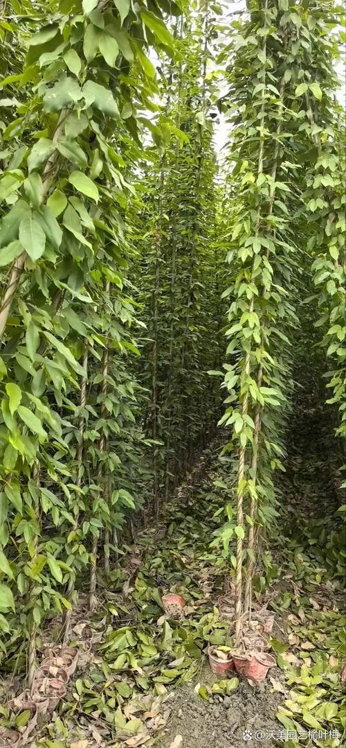 常春油麻藤的养殖方法和注意事项？常春油麻藤怎么养？-第1张图片-优品飞百科