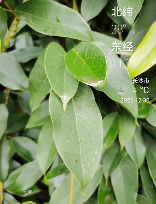 常春油麻藤的养殖方法和注意事项？常春油麻藤怎么养？-第2张图片-优品飞百科