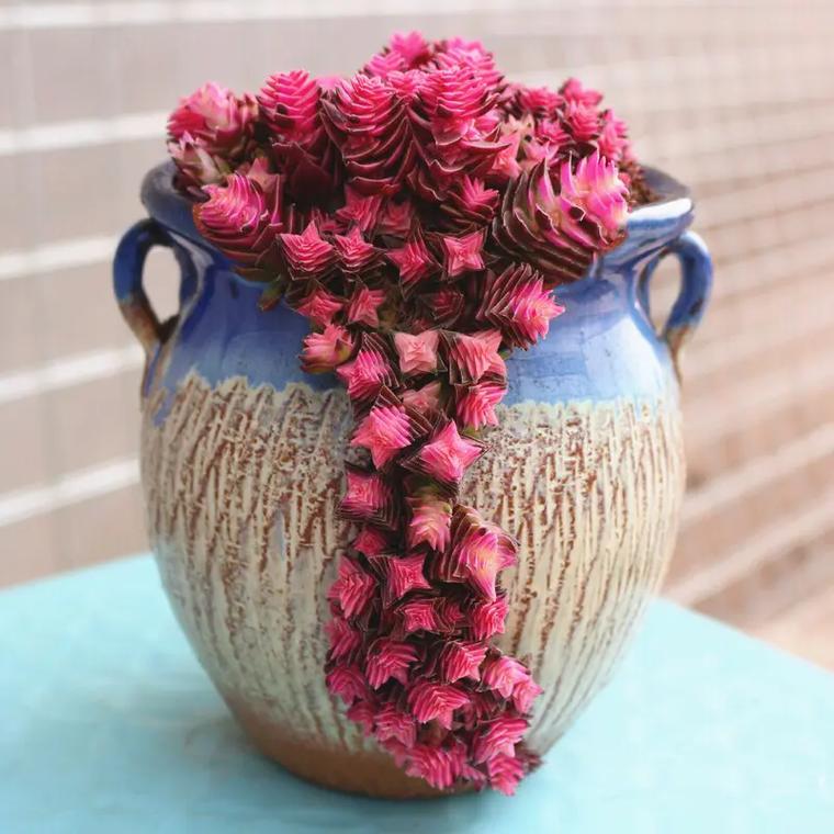 茜之塔的养殖方法和注意事项，茜之塔多肉开花后怎么处理?？