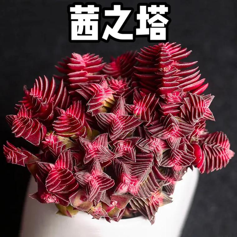 茜之塔的养殖方法和注意事项，茜之塔多肉开花后怎么处理?？-第2张图片-优品飞百科