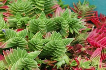 茜之塔的养殖方法和注意事项，茜之塔多肉开花后怎么处理?？-第3张图片-优品飞百科