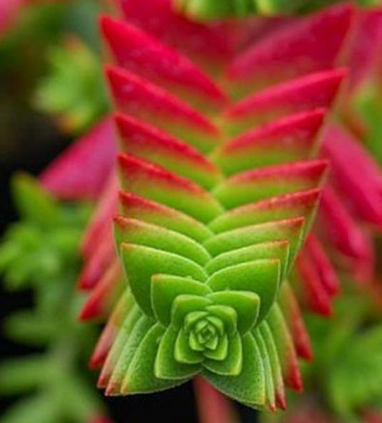 茜之塔的养殖方法和注意事项，茜之塔多肉开花后怎么处理?？-第4张图片-优品飞百科