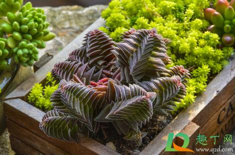 茜之塔的养殖方法和注意事项，茜之塔多肉开花后怎么处理?？-第5张图片-优品飞百科