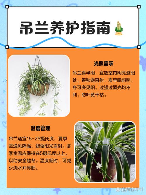 吊兰怎么养长得快茂密，吊兰要怎么养它才长的好