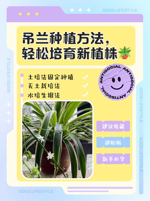 吊兰怎么养长得快茂密，吊兰要怎么养它才长的好-第2张图片-优品飞百科