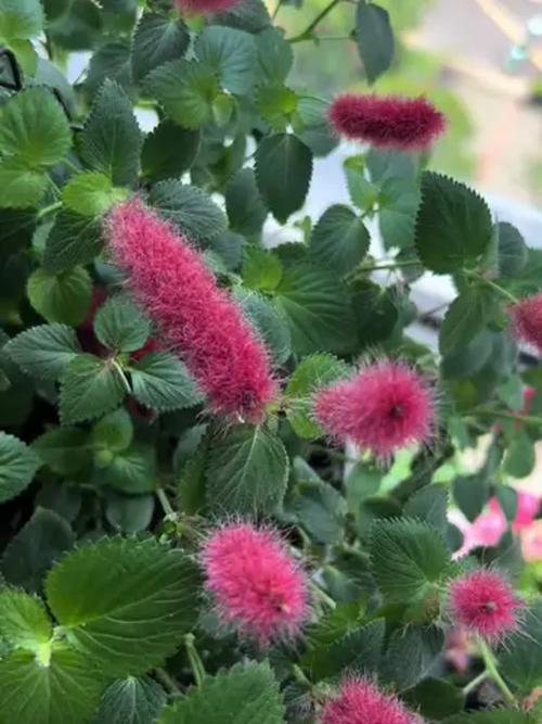 吊兰怎么养长得快茂密，吊兰要怎么养它才长的好-第3张图片-优品飞百科