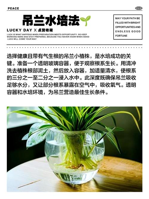 吊兰怎么养长得快茂密，吊兰要怎么养它才长的好-第5张图片-优品飞百科