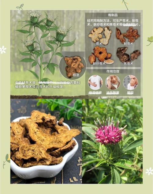 苍术的功效与作用？白术的功效与作用？-第4张图片-优品飞百科