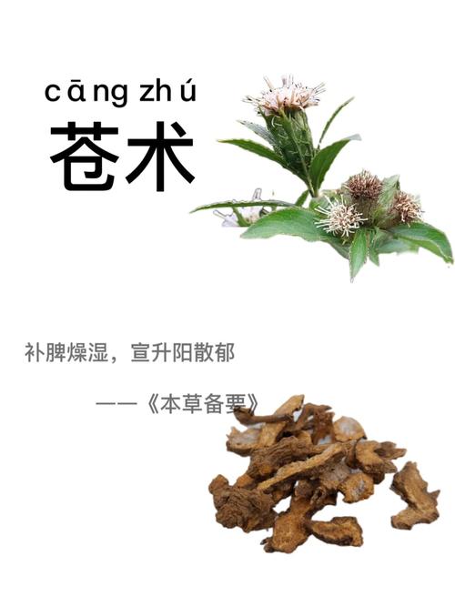 苍术的功效与作用？白术的功效与作用？-第5张图片-优品飞百科