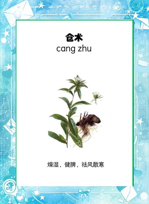 苍术的功效与作用？白术的功效与作用？-第6张图片-优品飞百科