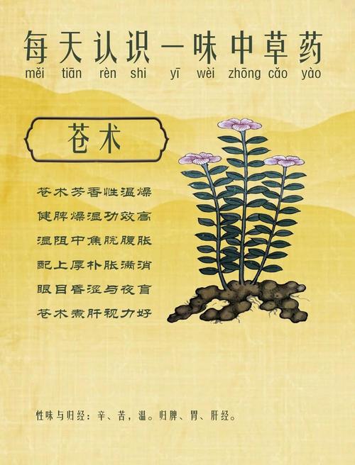 苍术的功效与作用？白术的功效与作用？-第7张图片-优品飞百科