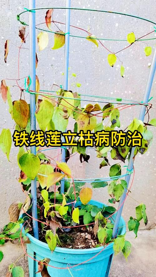 铁线莲枯萎怎么办？铁线莲枯萎病的处理方法图？