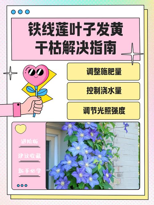 铁线莲枯萎怎么办？铁线莲枯萎病的处理方法图？-第2张图片-优品飞百科